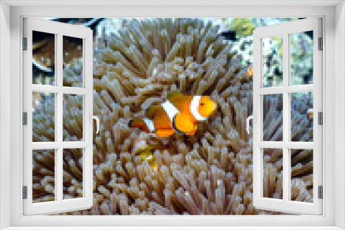 Fototapeta Naklejka Na Ścianę Okno 3D - Beautiful clown fish in the sea.