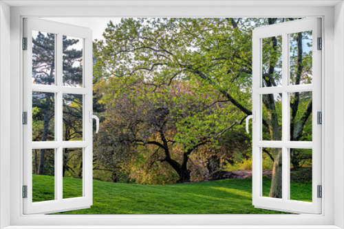 Fototapeta Naklejka Na Ścianę Okno 3D - Japanese cherry tree in spring