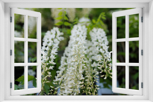 Fototapeta Naklejka Na Ścianę Okno 3D - White wisteria flowers growing on a futuristic wall.