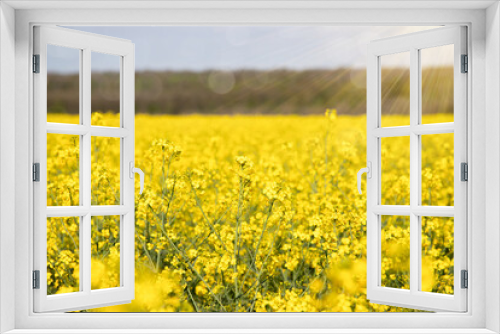 Fototapeta Naklejka Na Ścianę Okno 3D - Blooming rapeseed field. Meadow oil field.  copy space.