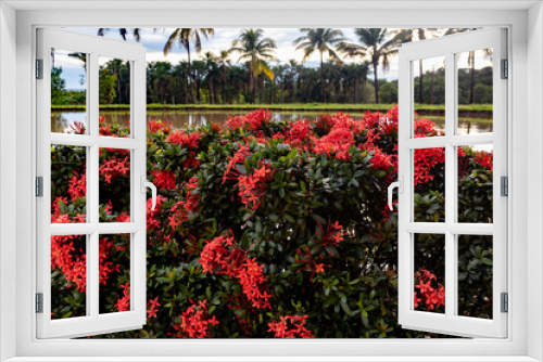 Fototapeta Naklejka Na Ścianę Okno 3D - Dramatic and beautiful cover of red ixora blooming on a summer day in Uberaba, Minas Gerais. Lake and line of palm trees in the background