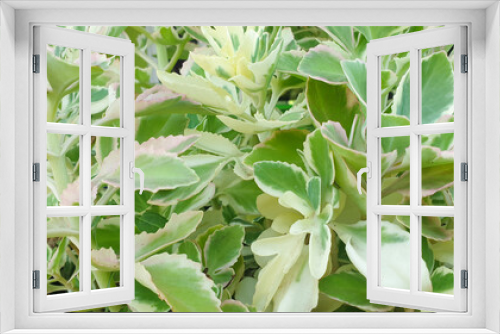 Fototapeta Naklejka Na Ścianę Okno 3D - natural fresh green leaf