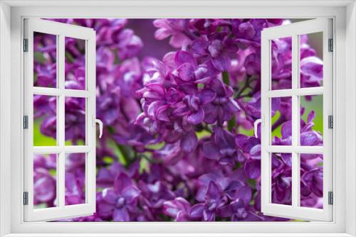 Fototapeta Naklejka Na Ścianę Okno 3D - Blooming lilac flowers. Macro photo.