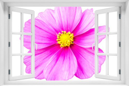 Fototapeta Naklejka Na Ścianę Okno 3D - Pink cosmos flower isolated