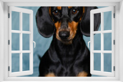 Fototapeta Naklejka Na Ścianę Okno 3D - dachshund dogs cute home pictures of pets