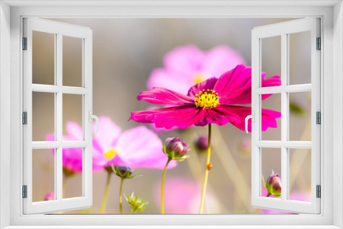 Fototapeta Naklejka Na Ścianę Okno 3D - Pink cosmos flower close up