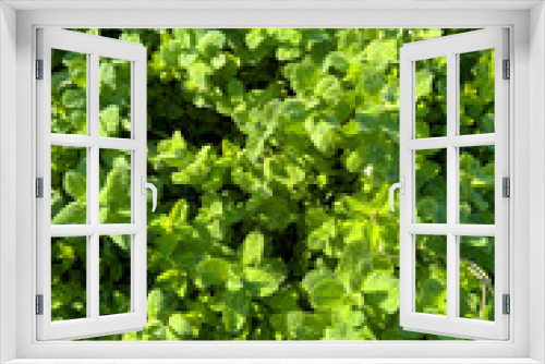 Fototapeta Naklejka Na Ścianę Okno 3D - Apple mint plants