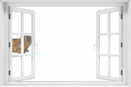 Fototapeta Naklejka Na Ścianę Okno 3D - Marmotta delle Alpi (Marmota marmota) Marmot of the Alps banner