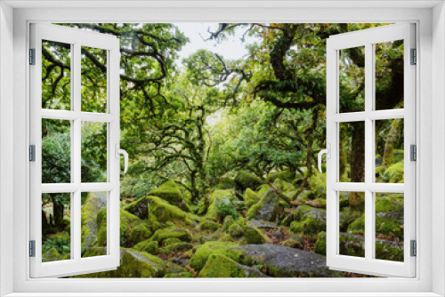 Fototapeta Naklejka Na Ścianę Okno 3D - Wistermans Wood on Dartmoor with moss covered rocks and ancient trees