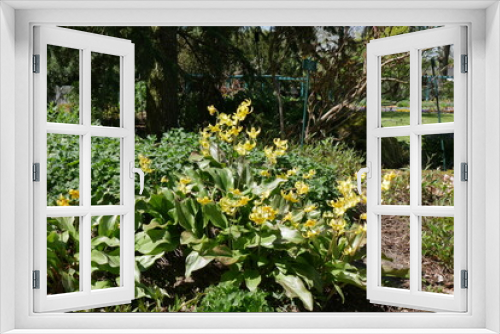 Fototapeta Naklejka Na Ścianę Okno 3D - Blumen im Steingarten Botanischer Garten Theresienstein in Hof