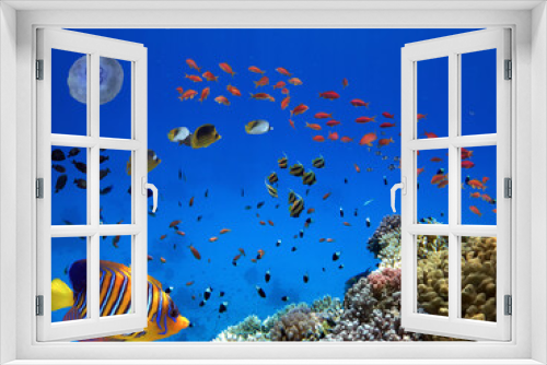 Fototapeta Naklejka Na Ścianę Okno 3D - School of beautiful fish on soft and hard coral in shallow water of the Red Sea