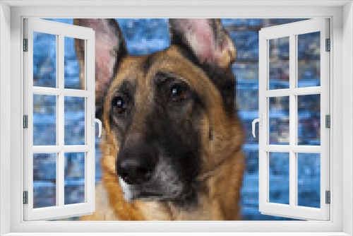 Fototapeta Naklejka Na Ścianę Okno 3D - German Shepherd Dog Blue Background