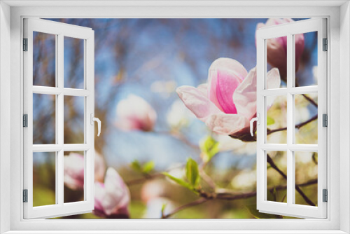 Fototapeta Naklejka Na Ścianę Okno 3D - Kwitnące magnolie, wiosenny poranek, niebieskie niebo, miejsce na tekst.