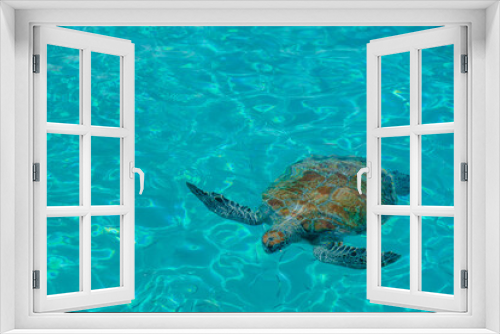 Fototapeta Naklejka Na Ścianę Okno 3D - Sea turtles in Curacao island with clear water from above. Curacao. 