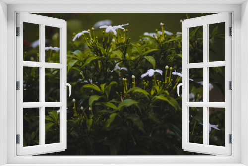 Fototapeta Naklejka Na Ścianę Okno 3D - Pretty White Flowers Blooming in a Garden
