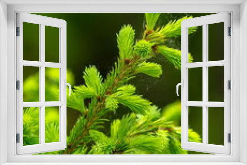 Fototapeta Naklejka Na Ścianę Okno 3D - fresh green christmas fir branches