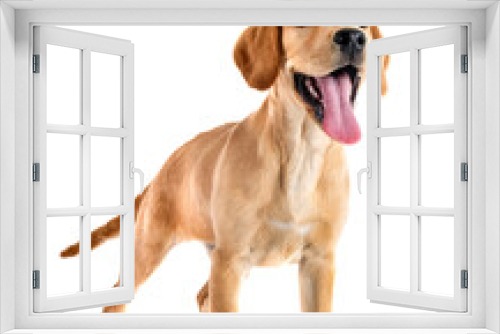 Fototapeta Naklejka Na Ścianę Okno 3D - puppy labrado retriever