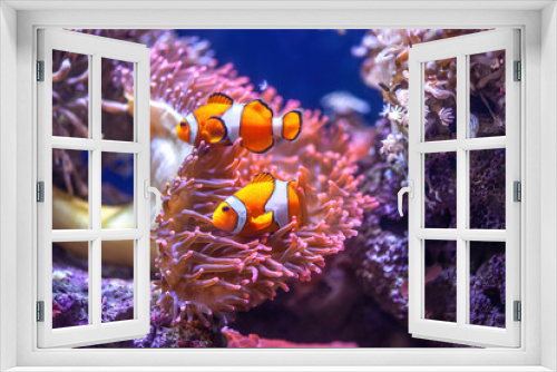 Fototapeta Naklejka Na Ścianę Okno 3D - Orange Ocellaris clownfish swimming in deep ocean. Cute Amphiprion ocellaris swim in fishtank, soft selective focus