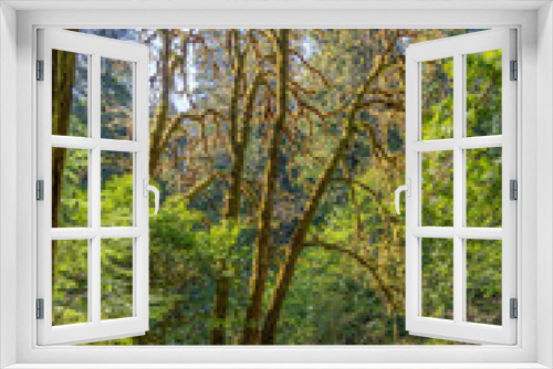 Fototapeta Naklejka Na Ścianę Okno 3D - Sunlight through the Redwoods in Redwood National Park