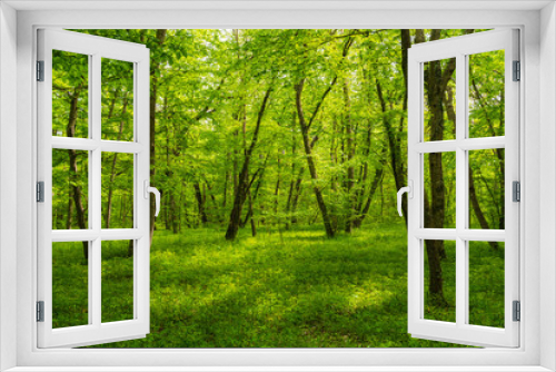Fototapeta Naklejka Na Ścianę Okno 3D - Bright green spring forest landscape