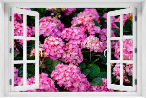 Fototapeta Naklejka Na Ścianę Okno 3D - Photo of hydrangea flower field 