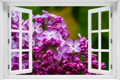Fototapeta Naklejka Na Ścianę Okno 3D - Syringa vulgaris, the lilac or common lilac Blooming purple flowers green background, close up branch Bouquet  garden beautiful wallpaper delicate PARFUMS Selective focus cluster smell copy space.