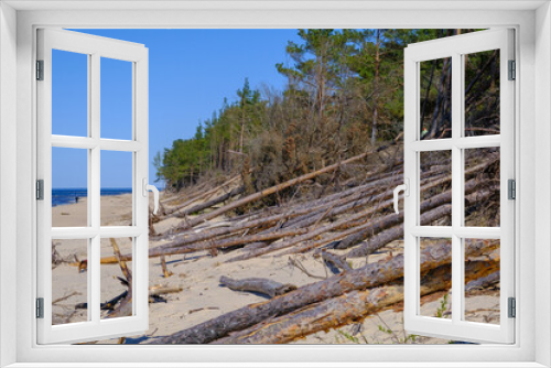 Fototapeta Naklejka Na Ścianę Okno 3D - Coast of the Baltic sea affected by coastal erosion. Downed coastal trees
