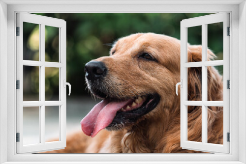 Fototapeta Naklejka Na Ścianę Okno 3D - Lovely golden retriever dog is grinning outdoors. 