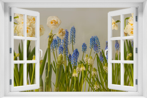 Fototapeta Naklejka Na Ścianę Okno 3D - Floral spring border of double white daffodil   and muscari.