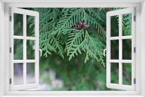 Fototapeta Naklejka Na Ścianę Okno 3D - Green thuja branches  close-up on blurred background