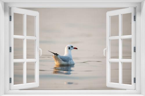 Fototapeta Naklejka Na Ścianę Okno 3D - swan on the lake