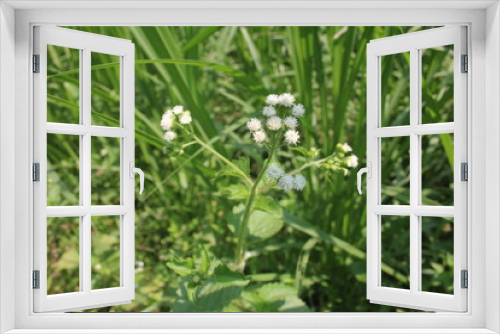 Fototapeta Naklejka Na Ścianę Okno 3D - A white flower with small white petals is in the grass.
