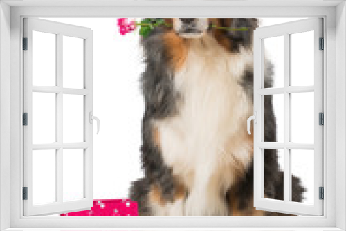 Fototapeta Naklejka Na Ścianę Okno 3D - Hund mit Rose