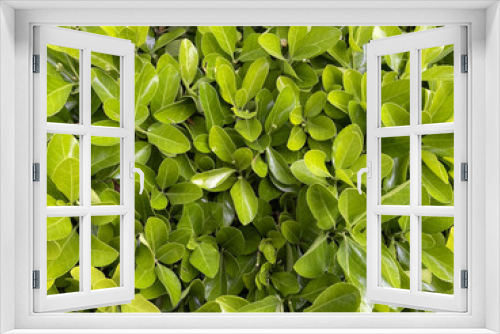 Fototapeta Naklejka Na Ścianę Okno 3D - Tropical light green leaves background. Dense glossy shrub foliage