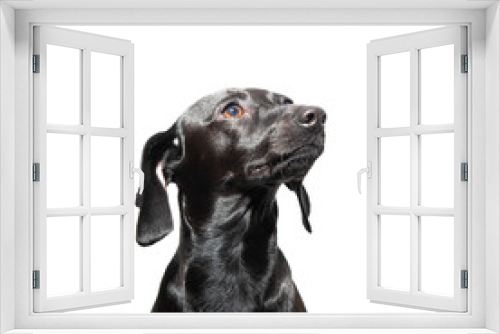 Fototapeta Naklejka Na Ścianę Okno 3D - Small black short-haired dog posing over white background. Adorable pet's indoor portrait