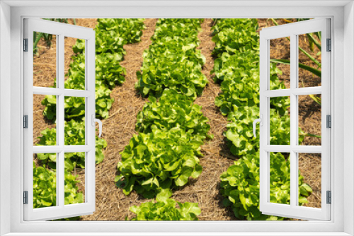 Fototapeta Naklejka Na Ścianę Okno 3D - Rows of neatly planted curly lettuce heads ready to be harvested with straw covering the rows to reduce weeds. Vertical orientation.