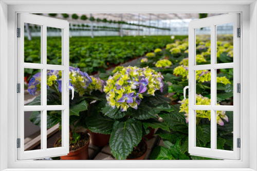 Fototapeta Naklejka Na Ścianę Okno 3D - Hydrangea or hortensia, flowers in flowerheads produced from early spring to late autumn, cultivated as decorative or ornamental garden plant growing in Dutch greenhouse