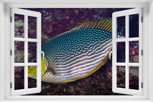 Fototapeta Naklejka Na Ścianę Okno 3D - Rabbitfish