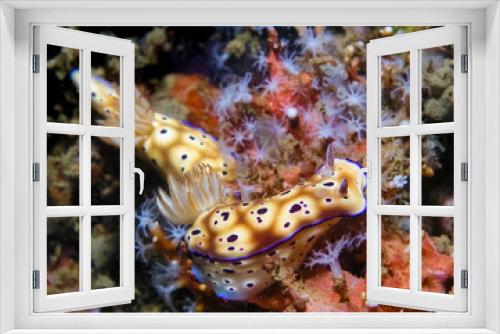Fototapeta Naklejka Na Ścianę Okno 3D - Nudibranch