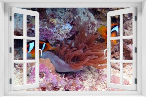 Fototapeta Naklejka Na Ścianę Okno 3D - clown fish at red sea 