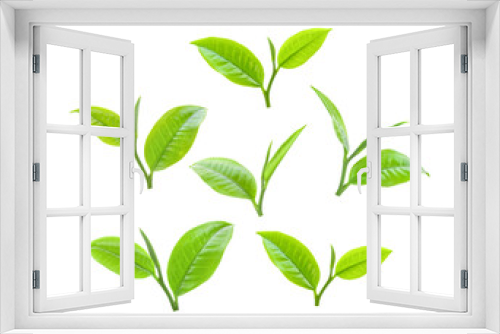 Fototapeta Naklejka Na Ścianę Okno 3D - tea leaf on transparent png