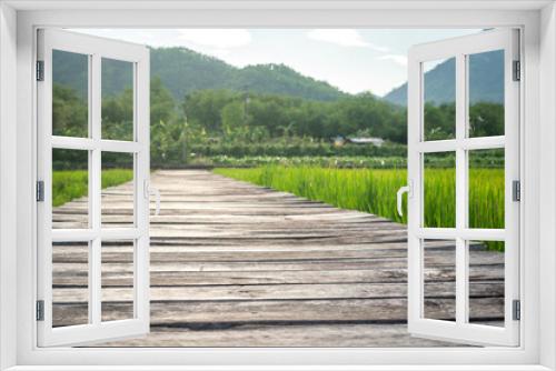 Fototapeta Naklejka Na Ścianę Okno 3D - Weathered wooden board walkway among the greenery rice field environment with natural rural scene as background. Selective focus on the wooden board at front.