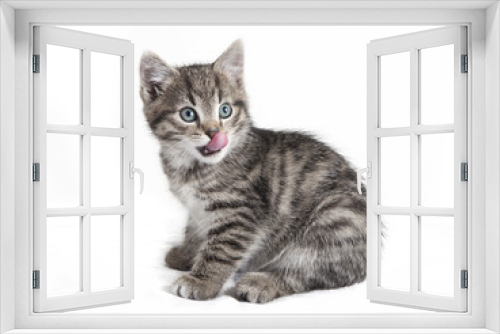 Fototapeta Naklejka Na Ścianę Okno 3D - cat with a long tongue