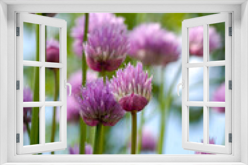 Fototapeta Naklejka Na Ścianę Okno 3D - Ciboulette