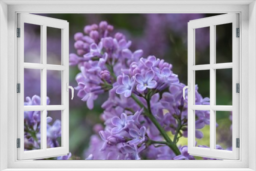 Fototapeta Naklejka Na Ścianę Okno 3D - lilac in the garden