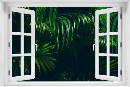 Fototapeta Naklejka Na Ścianę Okno 3D - Close up image of palm tree leaf. Tropical and nature banner background