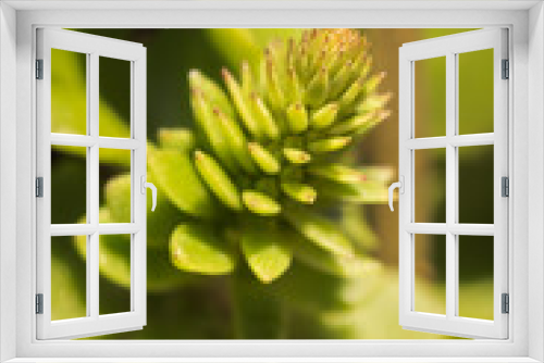 Fototapeta Naklejka Na Ścianę Okno 3D - Navelwort (Umbilicus rupestria) growing a flower spike