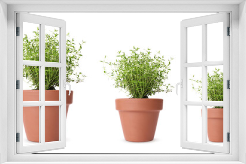 Fototapeta Naklejka Na Ścianę Okno 3D - Thyme growing in pots isolated on white, different sizes