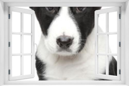 Fototapeta Naklejka Na Ścianę Okno 3D - Alabai puppy Close-up portrait