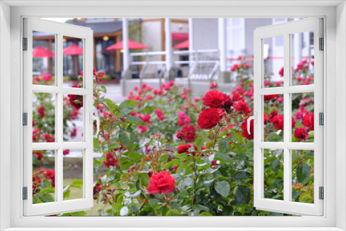 Fototapeta Naklejka Na Ścianę Okno 3D - 公園に咲くバラの花